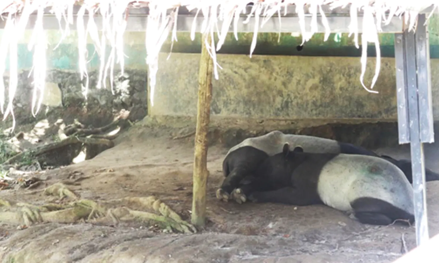 Siantar Zoo: Kumala Sari, Dokter Hewan Penjaga dalam Senyap 