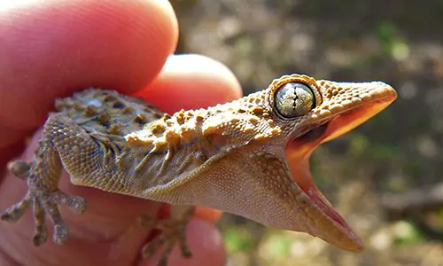15 Arti Kejatuhan Cicak di Tangan Kiri Menurut Primbon Jawa