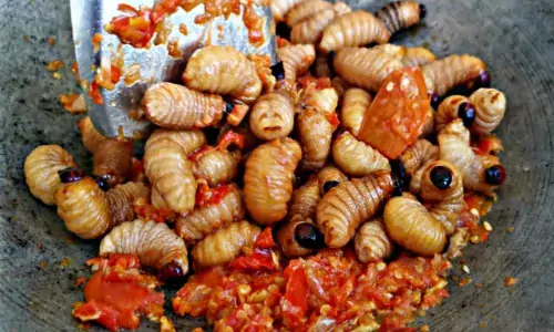 Ulat sagu